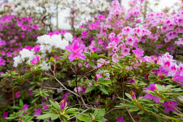 Azalea (Rhododendron) flowers. Spring landscape. Beautiful fresh bouquet of flowers.  Botanical garden. Summer mood. 