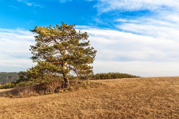 Solitary pine in the foreground of a large field with dried grass on the edge of a forest. Sunny March in the Czech Landscape. Beginning of spring.