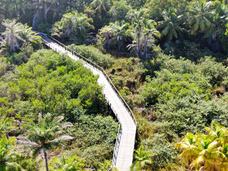 Aerial view of wooded bridge over the tropical forest. Wooden bridge walkway in rain forest supporting lush ferns and palms trees during hot sunny summer. Praia do Forte, Brazil