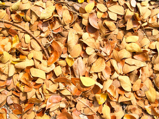 backgrounds images with Surface filled with dry leaves