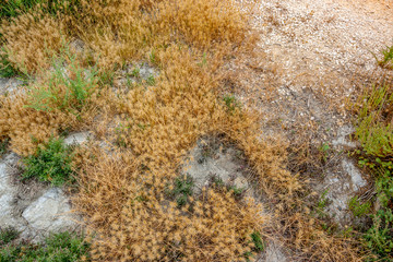 brine lagoon closeup