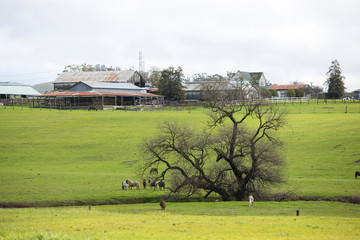 Ponies on a farm with farmhouse in Napa Valley in Sonoma County, California