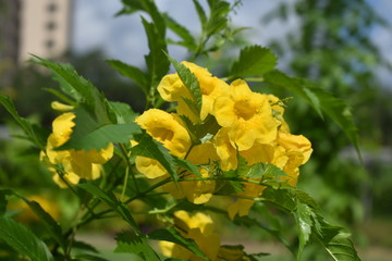 yellow flowers in the garden