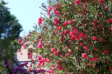 Fototapeta premium Beautiful nerium flowers in Mediterranean park. Selective focus.
