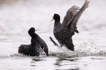 Two birds fighting on the water. A beautiful spray of flying in different directions. Birds are...