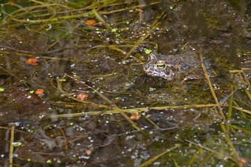 Frog in a green swamp with leaves and algae