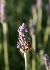 Abelha a polinizar flor de lavanda