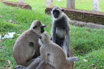 Fototapeta premium Langur, Sri Lanka