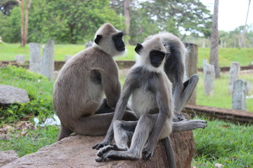 Fototapeta premium Langur, Sri Lanka