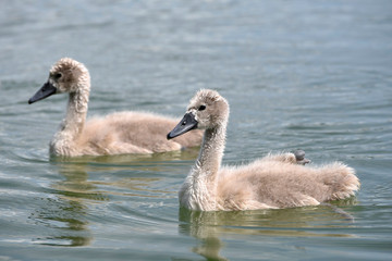 łabędzie piskle © PAWEL