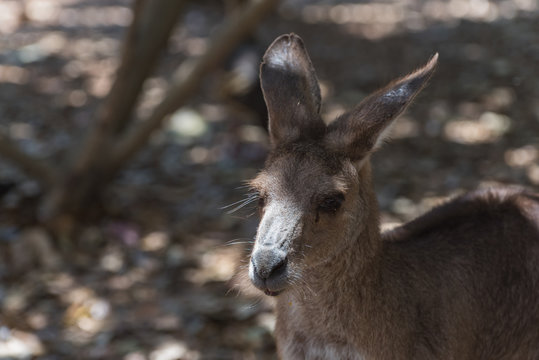 Kopf eines Känguru mit Blick nach links