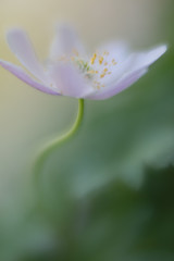 Obraz premium Single white wild flower, a wood anemone on a soft blurred background.