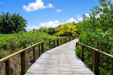 Plakat Perspective of wood bridge in deep tropical forest. Wooden bridge walkway in rain forest supporting lush ferns and palms trees during hot sunny summer. Praia do