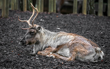 Reindeer in its enclosure. Latin name - Rangifer tarandus