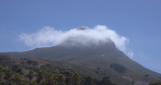 Halo of cloud condensing around lone peak with palm trees in the FG Capetown