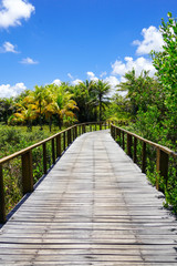 Obraz na płótnie Canvas Perspective of wood bridge in deep tropical forest. Wooden bridge walkway in rain forest supporting lush ferns and palms trees during hot sunny summer. Praia do