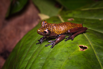 tropical tree frog Hypsiboas geographicus, an exotic amphibian animal from the jungles of Colombia, Peru Brazil Ecuador and Bolivia