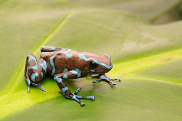 Poison arrow frog, Dendrobates auratus from the tropical rain forest of Panama.