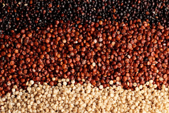 Black red and white quinoa seeds