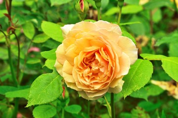 Beautiful and vibrantly colorful Flower Portraits and interesting and unusual gardens.