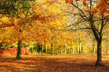 Fototapeta na wymiar Autumn colour in a city park.