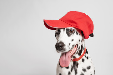 Dalmatian dog in a red baseball cap and in a red collar isolated on white background. Dog with tongue out. Dog looking left. Copy space