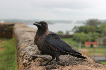 Crow