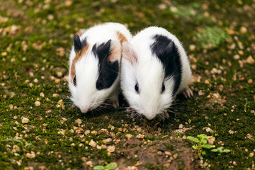 Twin  guinea pigs