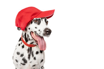 Dalmatian dog in a red baseball cap and in a red collar isolated on white background. Dog with tongue out. Dog looking to the right. Copy space