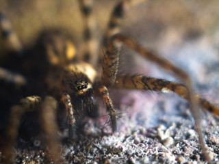 Detailed Spider Eyes macro