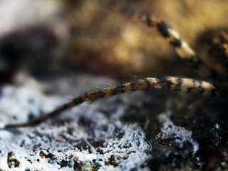 Detailed Spider Eyes macro