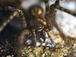 Detailed Spider Eyes macro