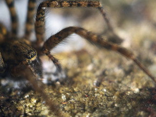 Detailed Spider Eyes macro