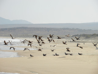 Flock of Seagulls taking flight