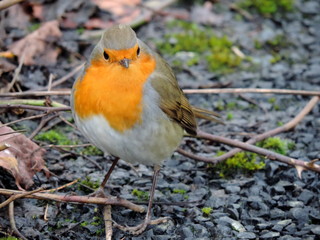 robin on a branch