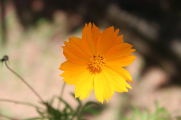 Flower，Sri Lanka