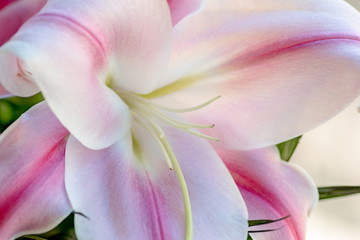 beautiful closeup of pink lily