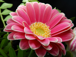 pink gerbera flower close up