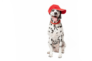 Happy dalmatian dog in a red baseball cap and in a red collar sitting in front of a white background. Dog with tongue out. Place for text