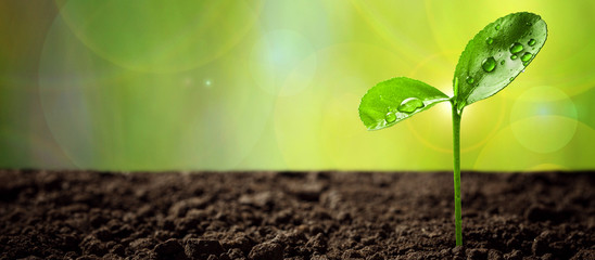 Ecology concept. Rising young fresh green sprout from ground and symbolizes the struggle for a new life.