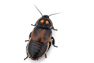 Giant cockroach isolated on white background