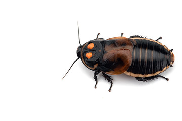 Giant cockroach isolated on white background