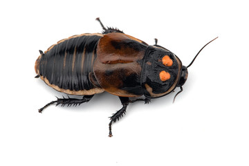 Giant cockroach isolated on white background