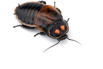 Giant cockroach isolated on white background
