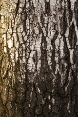 The texture of the old birch bark