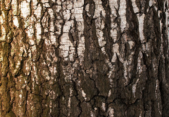 The texture of the old birch bark