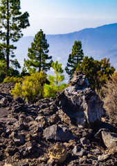 La Palma, Canary Islands Pine Trees growing in green valley national park