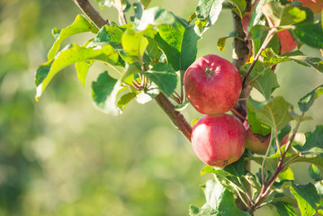 Apples hanging from a tree branch in an apple orchard