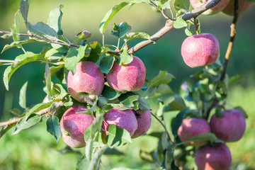 Apples hanging from a tree branch in an apple orchard