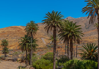 Palm trees in Fuerteventura, Canary Islands